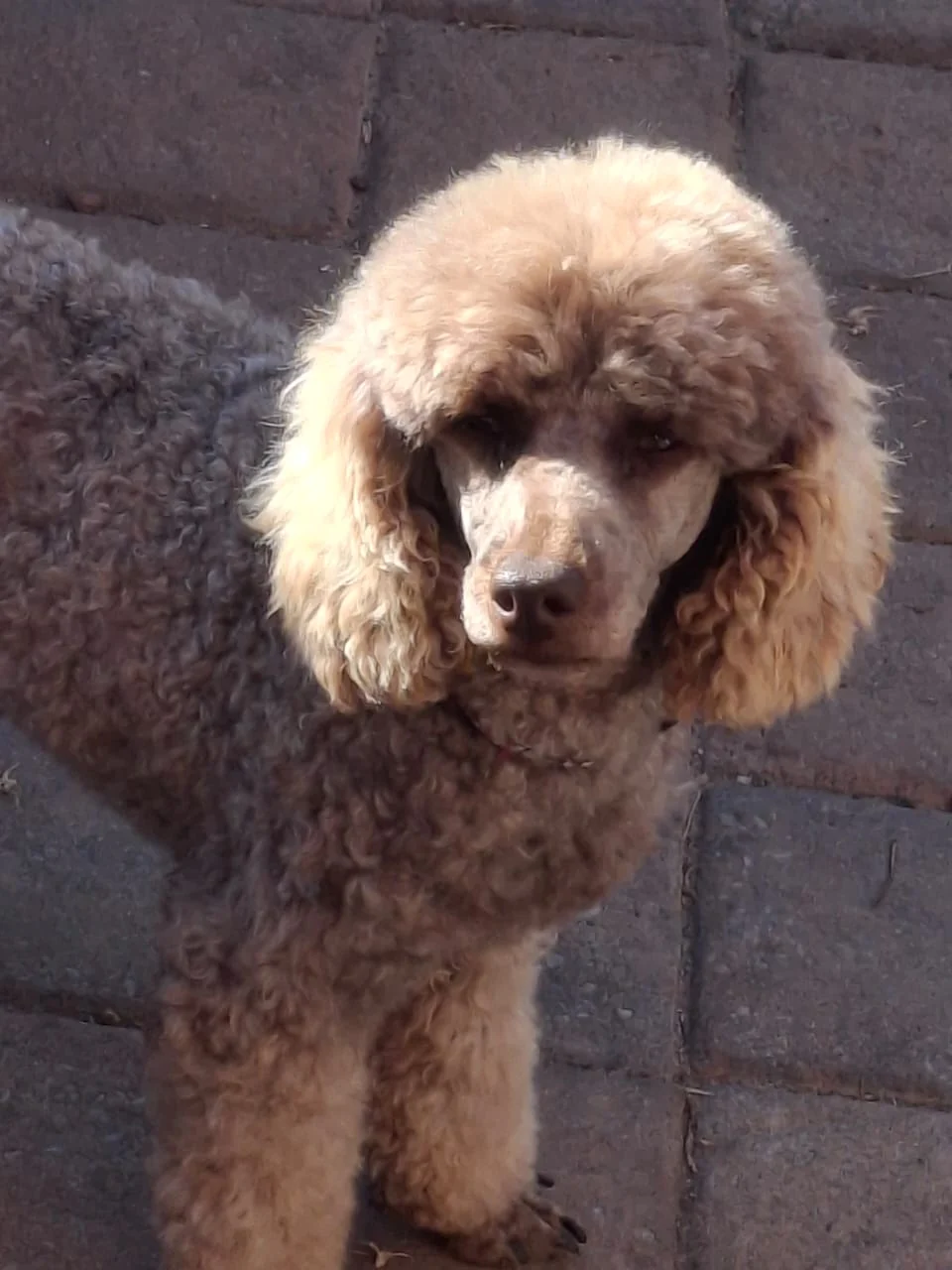 Toy poodle with a grey coat and lighter topknot standing on brick paving outdoors.