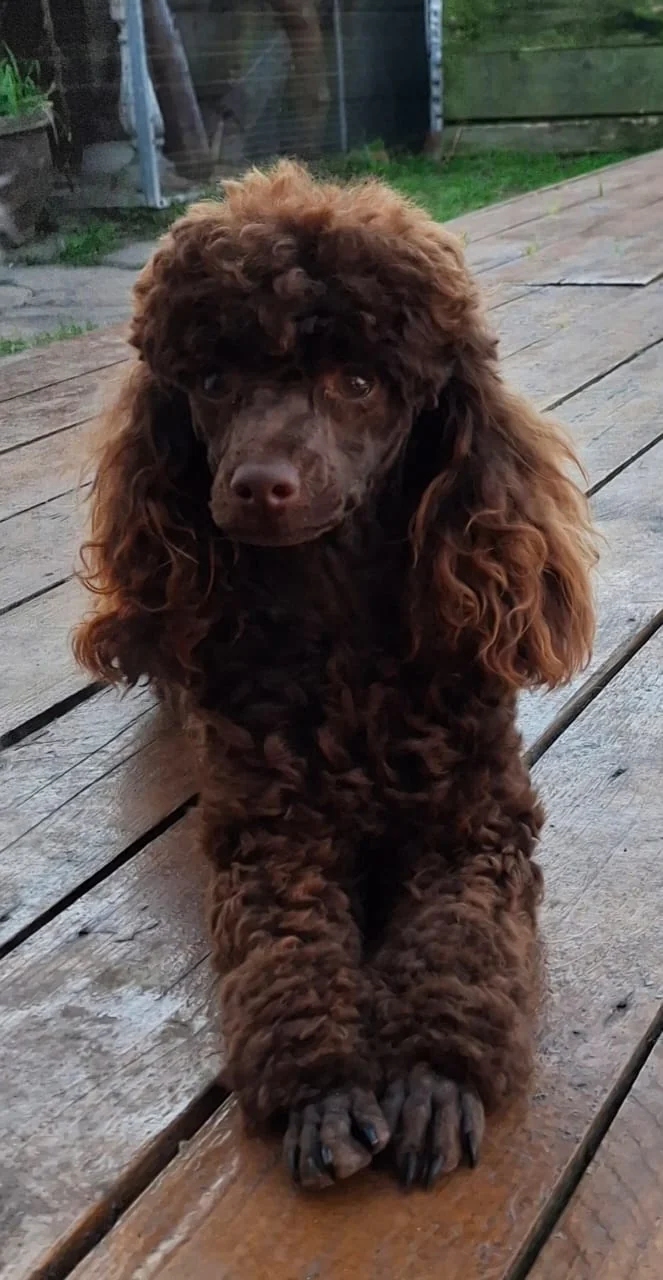Chocolate toy poodle sitting and looking up on a wooden deck outdoors.