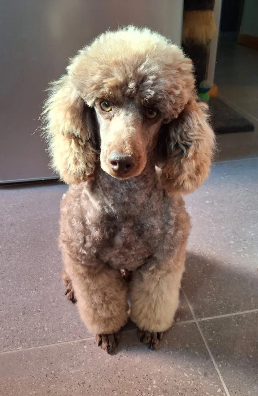 Silver toy poodle standing indoors on a tiled floor.