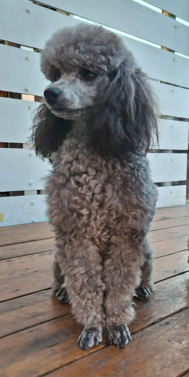 Silver toy poodle standing on a deck in front of a white wooden fence.