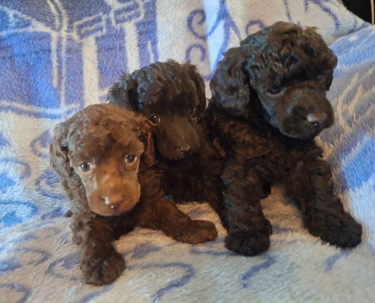 Three toy poodle puppies, one chocolate and two black, resting together on a blue blanket.